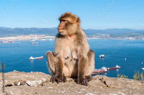 Sitting Barbary macaque on top of the Rock of Gibraltar © Val Traveller