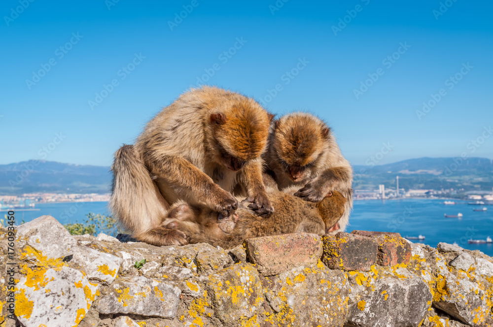 Fototapeta premium Barbary macaques on top of the Rock of Gibraltar