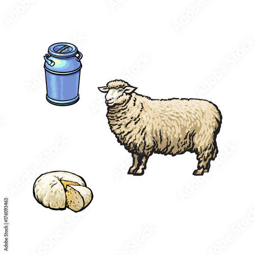 vector sketch cartoon style sheep, stainless steel milk-can container and cheese. Isolated illustration on a white background. Hand drawn animal without horns, fermented milk products.