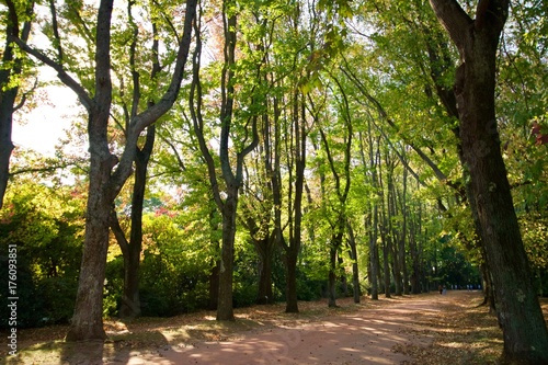 Percurso pelas árvores no jardim de Serralves, floresta © Silvano Rego