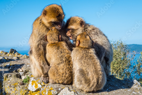 Barbary macaques family talk about the future on top of the Rock of Gibraltar