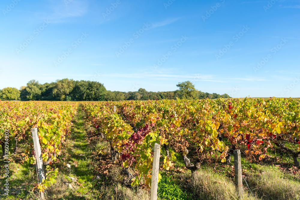 Automne, vignes du Médoc près de Bordeaux (Gironde, France)