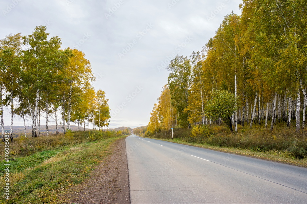 Fototapeta premium Дорога уходит вдаль среди осенних жёлтых деревьев.