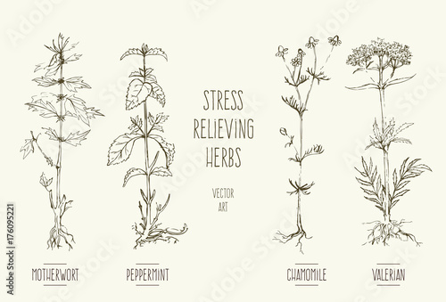 Vector illustrations of stress relief herbs.