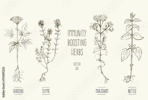 Vector illustrations of herbs improving immune system.