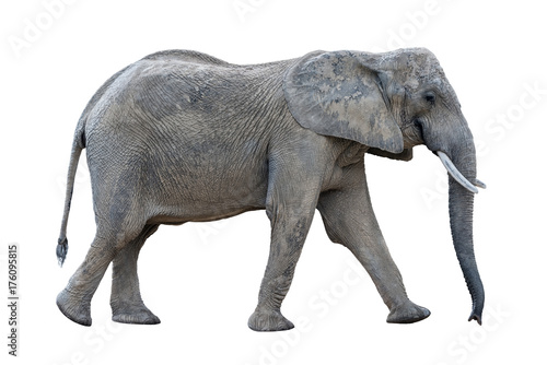 gray walking african elephant isolated on white background