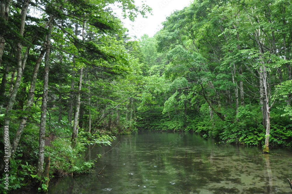 Fototapeta premium 森