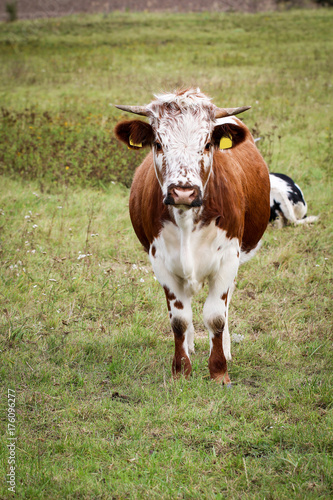 Fototapeta Naklejka Na Ścianę i Meble -  Kuh, Kühe, Rinder auf der Weide 