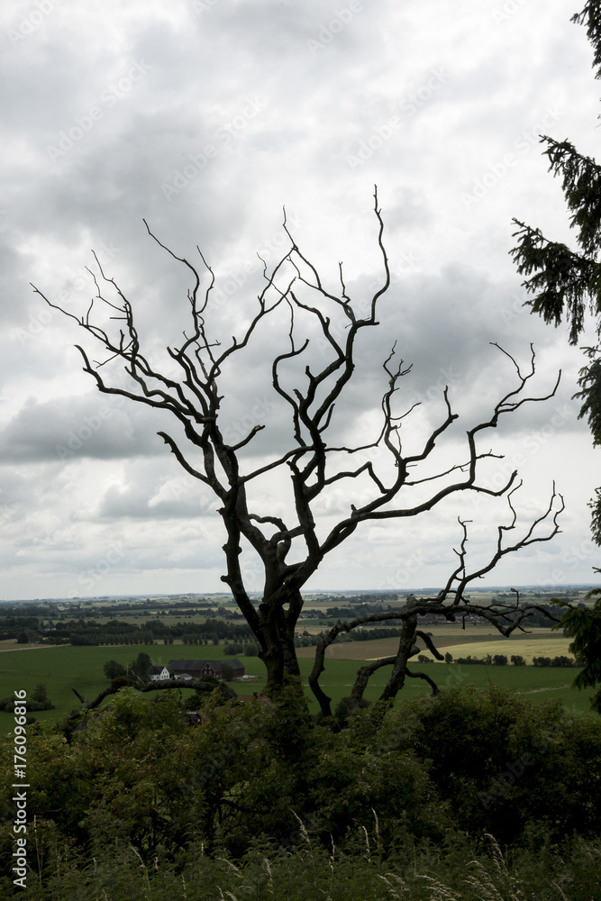 Naked tree