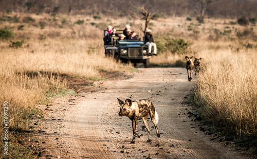 Fotografia Wild dog on the move, being followed by a land drover