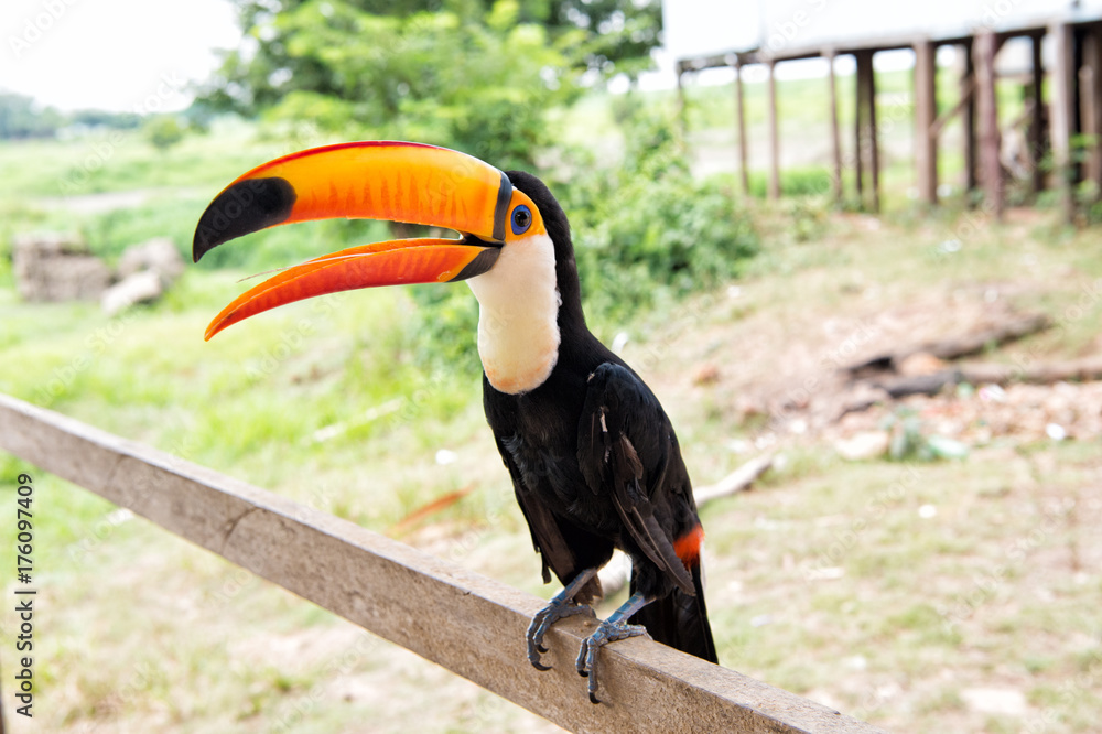 Obraz premium Toco toucan bird in boca de valeria, brazil.