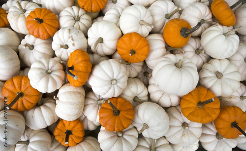 Miniture pumpkins 