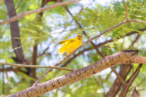 Goldweber, Gelber Vogel auf Sansibar