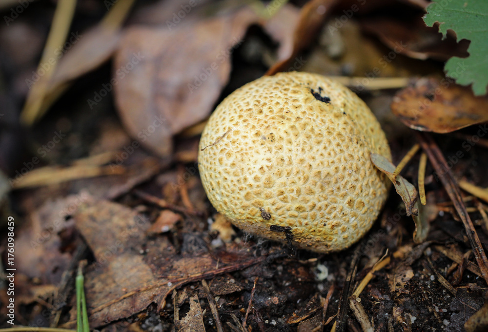 Knolle, Pilze im Wald Knolle, Pilze im Wald