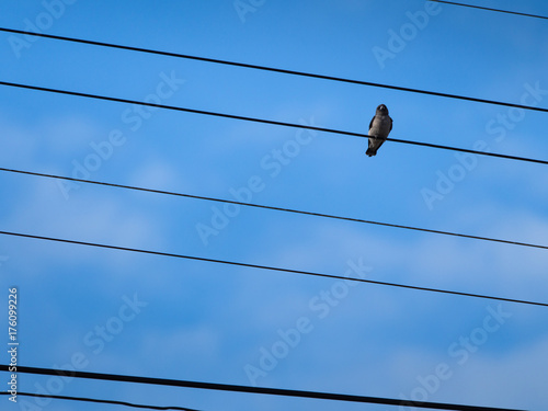 Little Bird Perched on The Cord