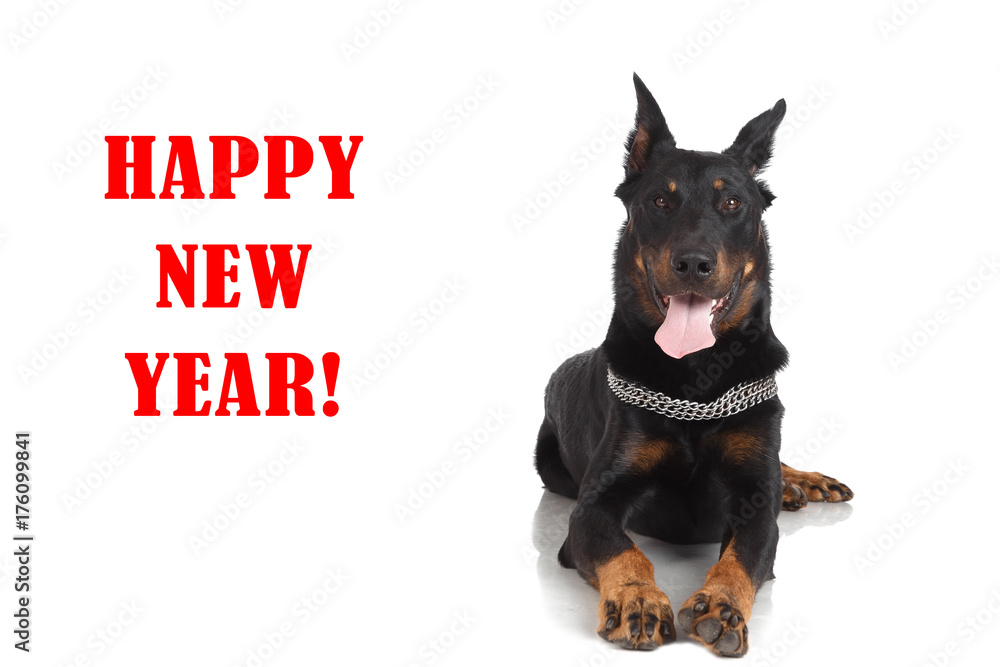 Beauceron dog on white background and inscription 'happy new year'
