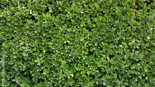 Green Wall Hedge Boxwood photo