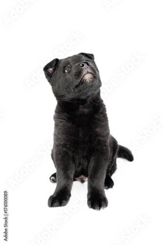 Fototapeta Naklejka Na Ścianę i Meble -  Black german shepherd puppy