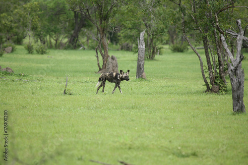 Wild Dog dangerous mammal animal africa savannah Kenya