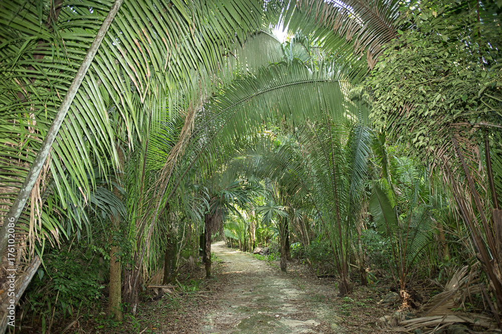 Fototapeta premium path leading through the jungle