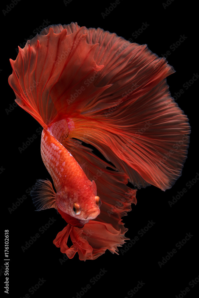 Halfmoon Betta Fish Halfmoon Betta Fish