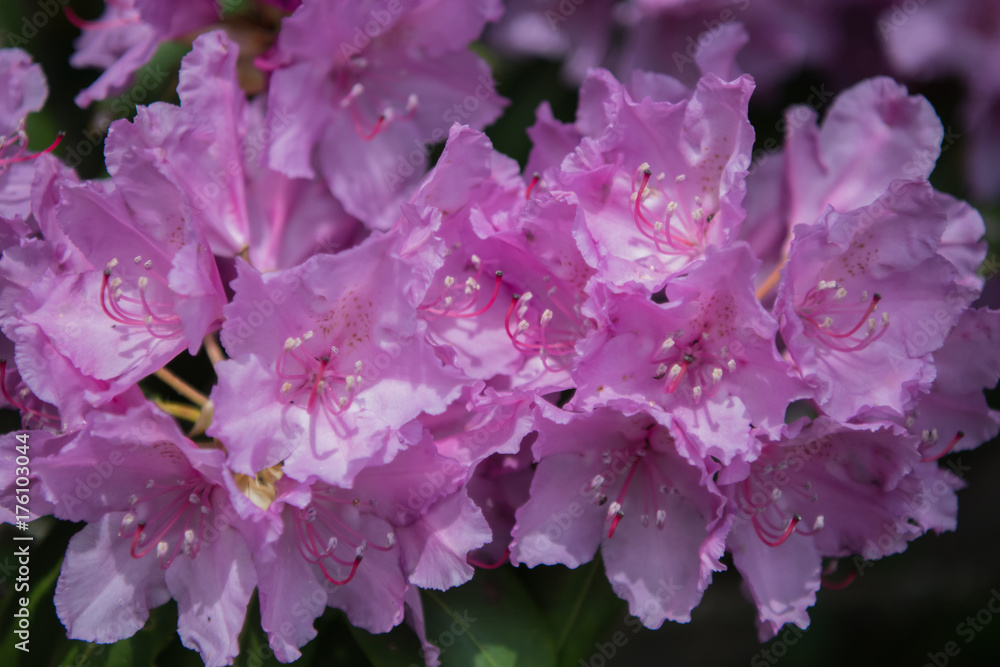 Rhododendron Blooms in Spring in North Carolina mountains Rhododendron Blooms in Spring in North Carolina mountains