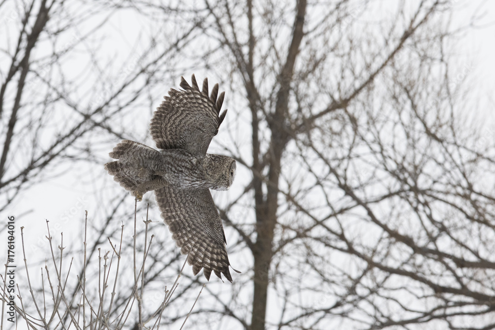 Fototapeta premium great grey owl in winter