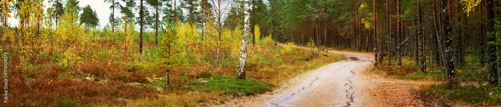 Coniferous forest with pine trees in the autumn