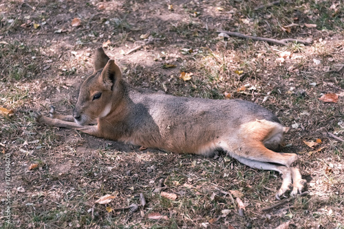 Foto Big cavy on a country safari farm