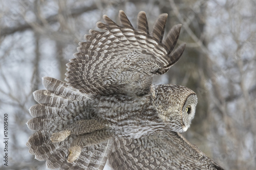 great grey owl in winter