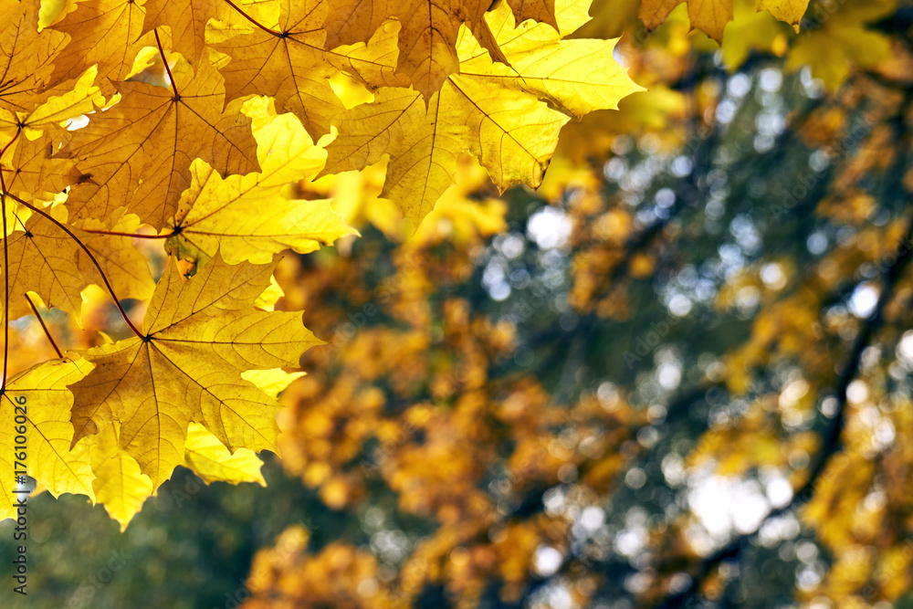 Orange maple leaves growing on the tree and illuminated by sun rays Orange maple leaves growing on the tree and illuminated by sun rays