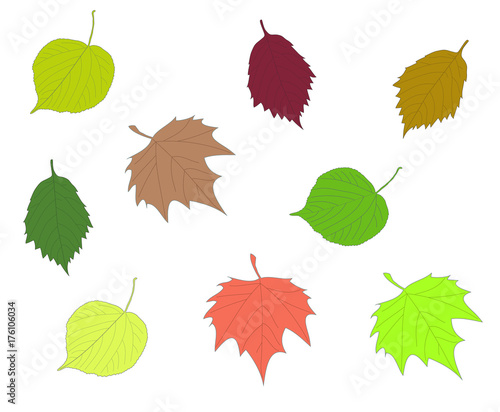 colorful autumn leaves collection linden maple alder leaf set