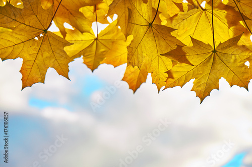 Autumn background with orange maple leaves on the cloudy sky 
