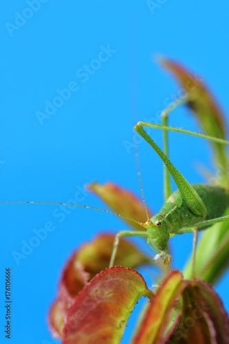 Green grasshopper on rose-branch in studiosetting photo