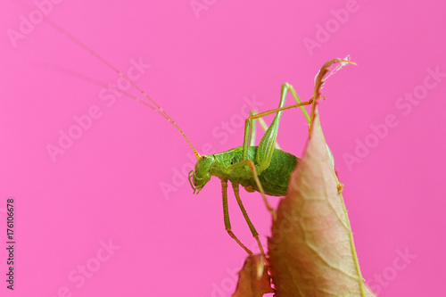 Green grasshopper on rose-branch in studiosetting photo