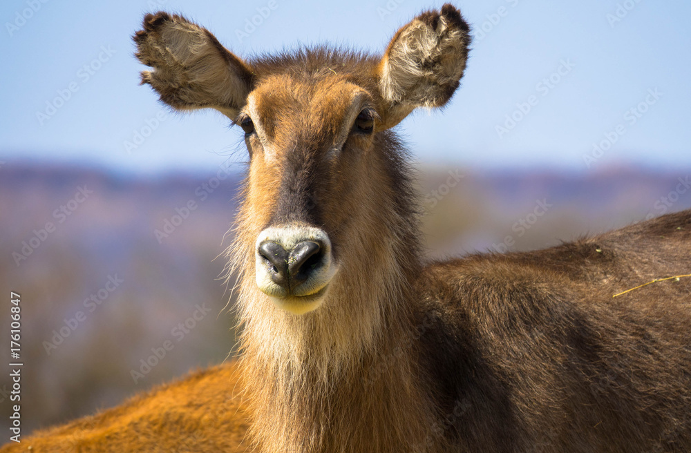 Portrait Wasserbock, Namibia