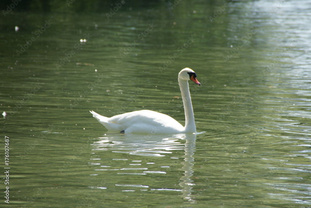 Fototapeta premium Schwan im See
