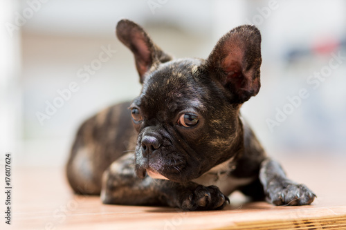 puppy of a French bulldog at the age of 4 months lies on the floor