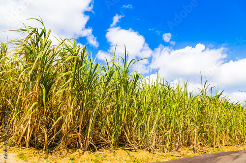 It's a sugar cane field. I shot in Amami Oshima Kagoshima Prefecture Japan. photo