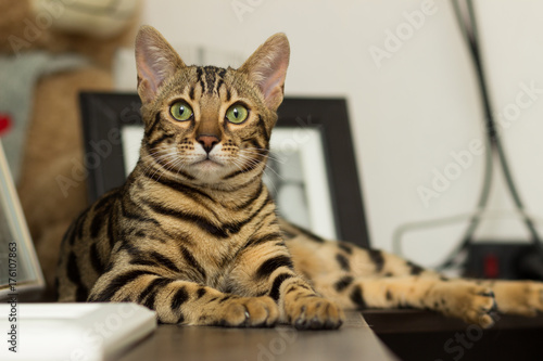 Bengal cat breed at the age of 5 months of lying on the bedside table