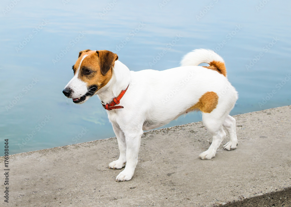 A cute Dog Jack Russell Terrier standing on brink against a blue water