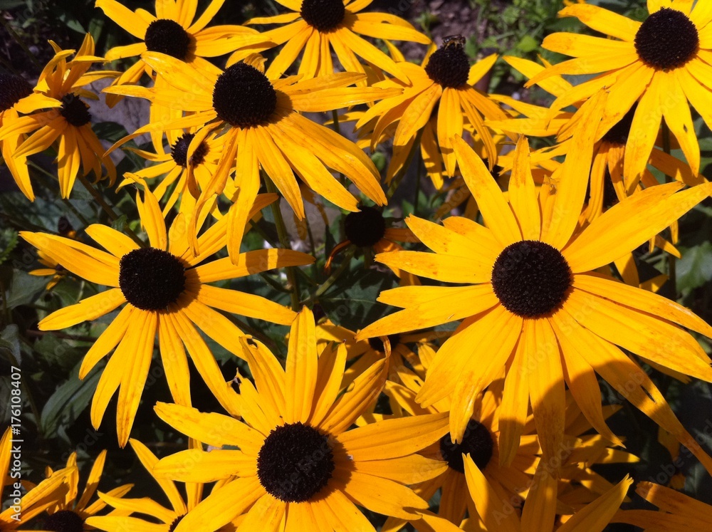 Flowers Flowers