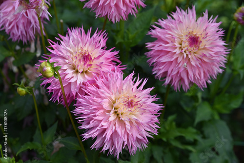 Fototapeta Naklejka Na Ścianę i Meble -  Dahlia mauve en été au jardin