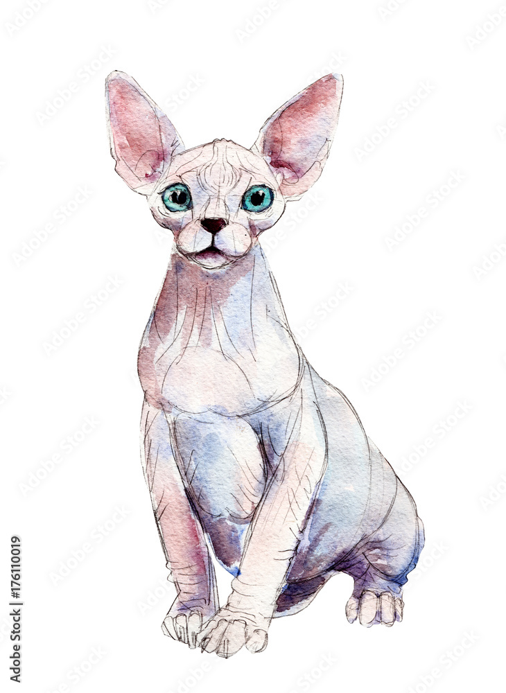 The sphynx cat, watercolor illustration isolated on white background.