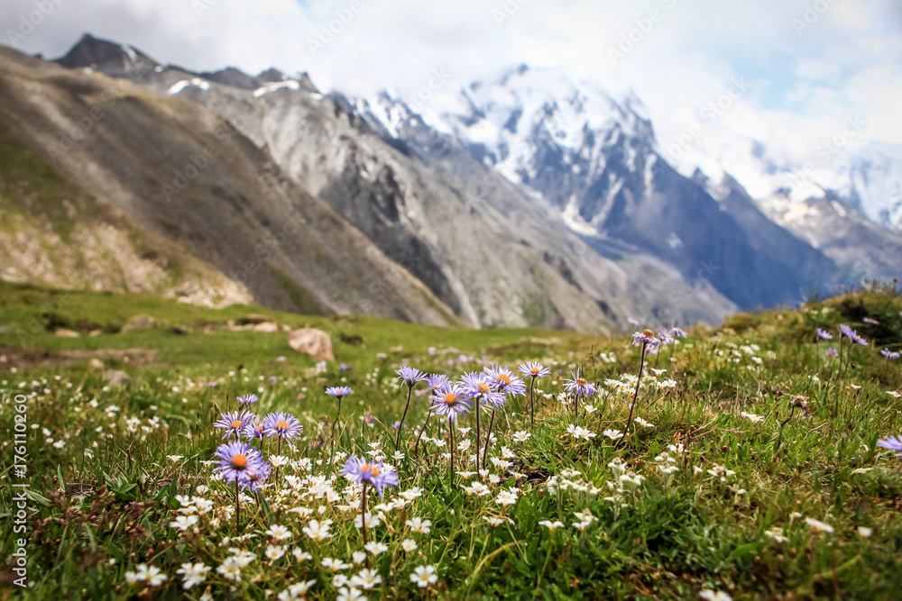 Beautiful landscape with wild flowers Beautiful landscape with wild flowers