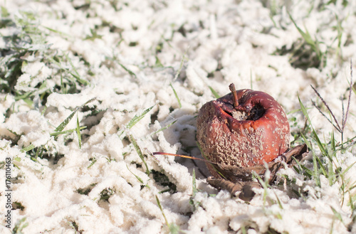 Rotten apple in snow grass. Not like everyone else. Сoncept of aging.  Sterility and Dirt. Disgusting Treat. Insecticides fail. Bad harvest. Useless fertilizers pesticides. © Julia