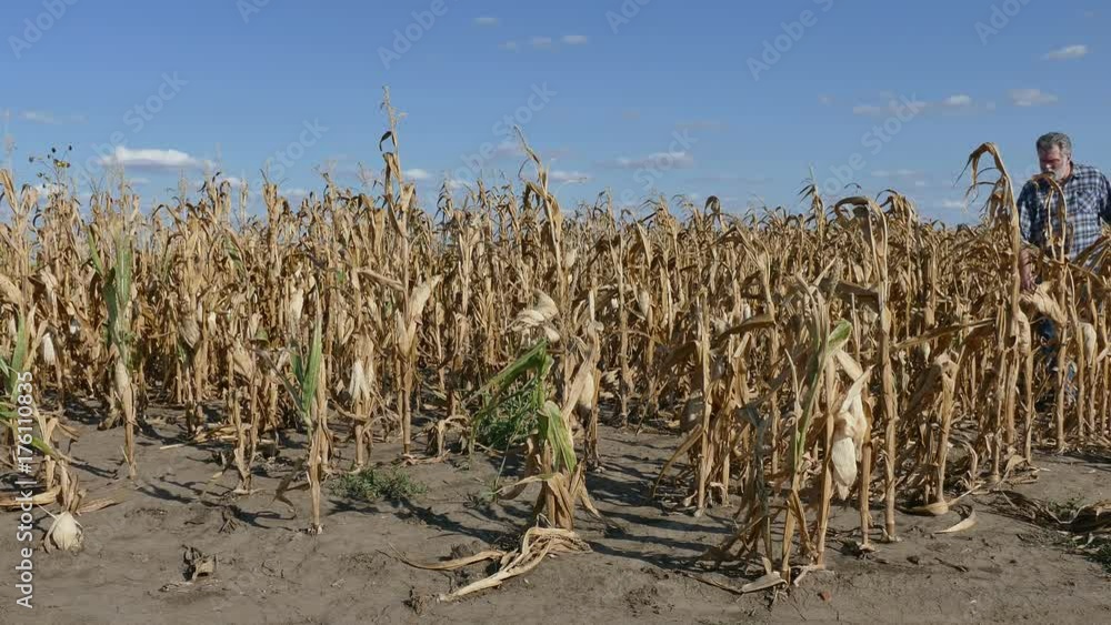 Farmer or agronomist examining corn plant in field after drought, harvest time Farmer or agronomist examining corn plant in field after drought, harvest time