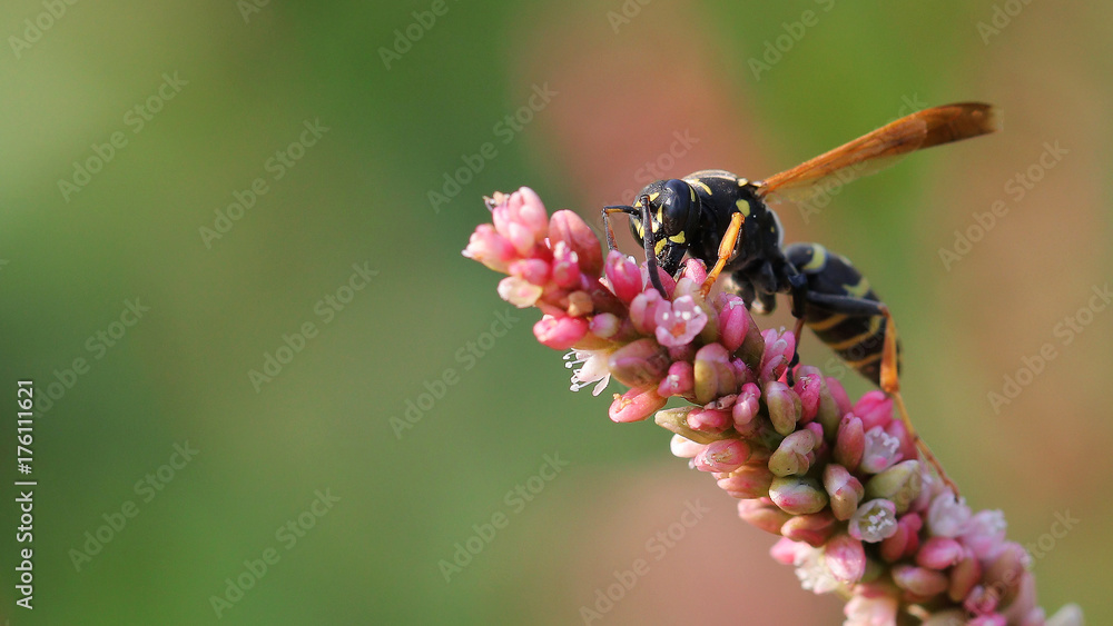 Fototapeta premium Avispa