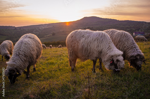 a flock of sheep at sunset on the hills of Romania