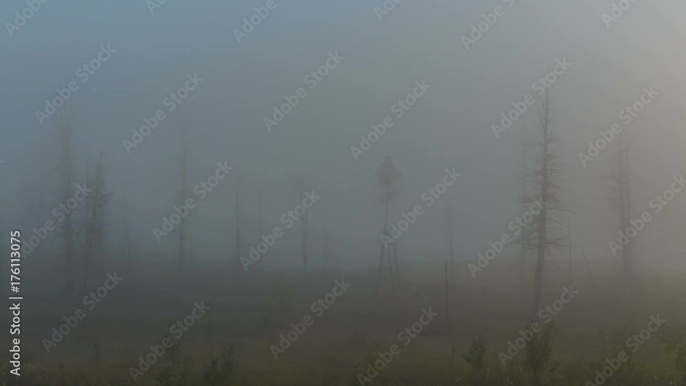 Time-lapse photography, the fog dissipated in the taiga forest Time-lapse photography, the fog dissipated in the taiga forest